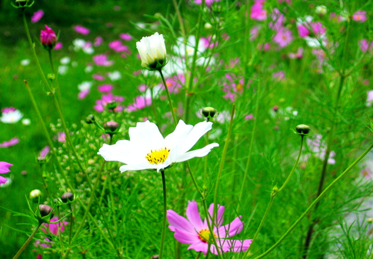 高原格桑花简谱_高原的格桑花图片(2)