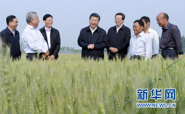 这是5月9日下午，习近平在尉氏县张市镇高标准粮田察看小麦长势。新华社记者张铎摄