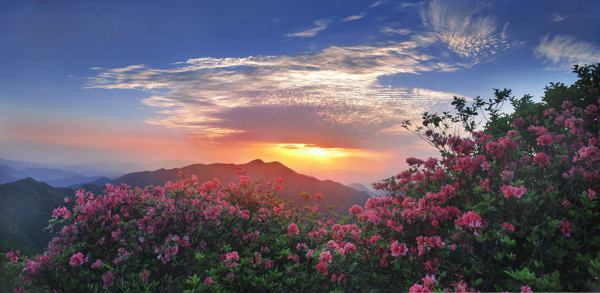 夕照五溪山映山红