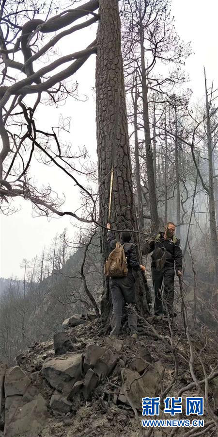 四川木里森林火灾起火原因确定为雷击火