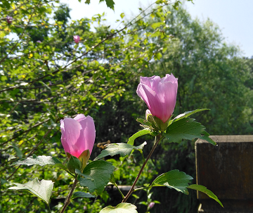 木槿花