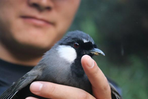 广西崇左警方边境查获野生鸟类1200只 全部放生自然