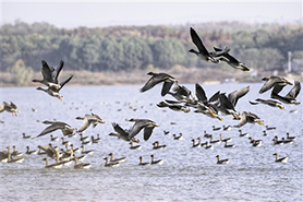 成群的冬候鸟豆雁掠过梁子湖湖面